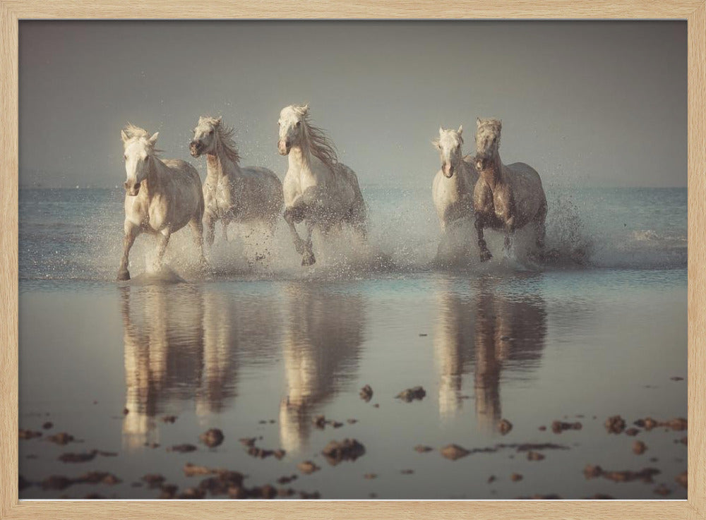 Camargue-paarden | Poster