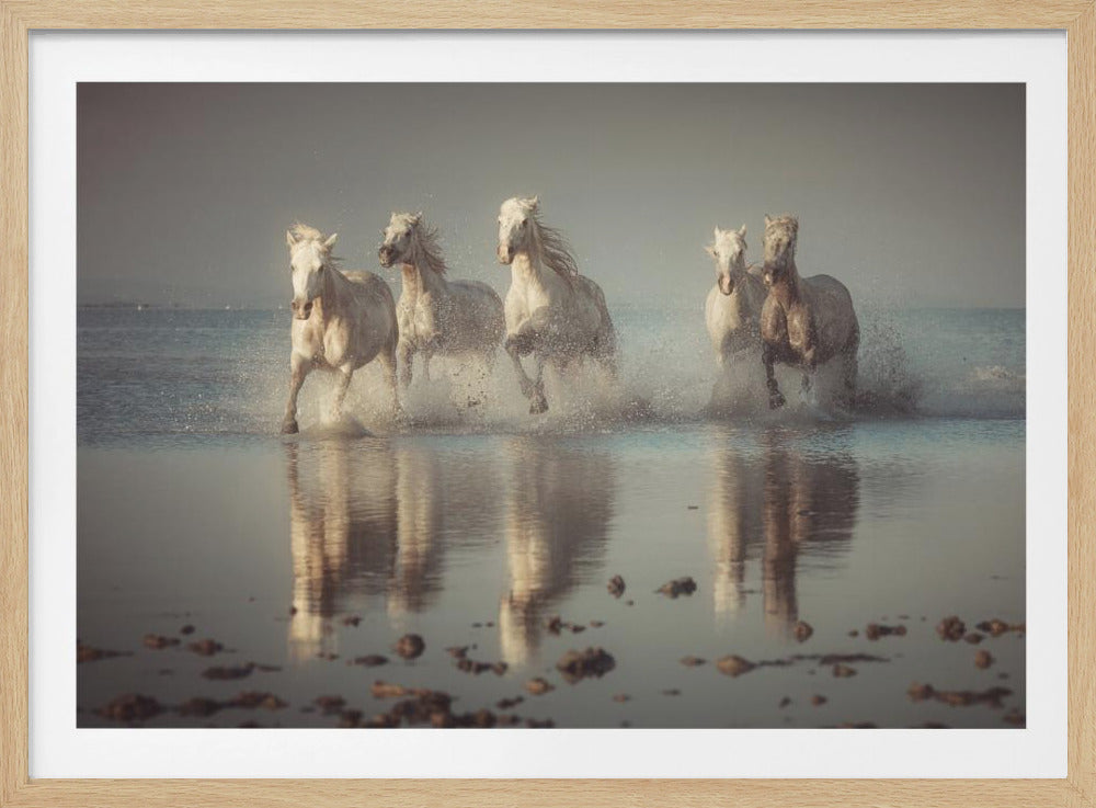Camargue-paarden | Poster