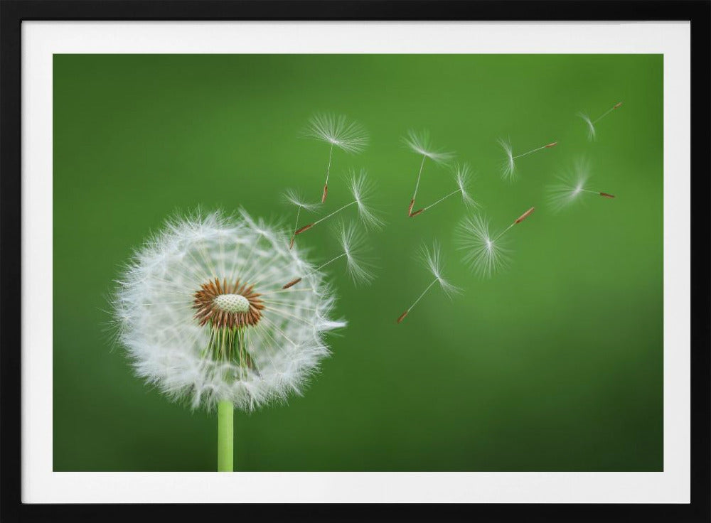 Paardenbloem waait | Poster