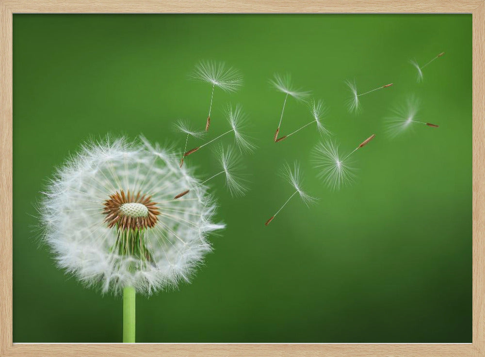 Paardenbloem waait | Poster