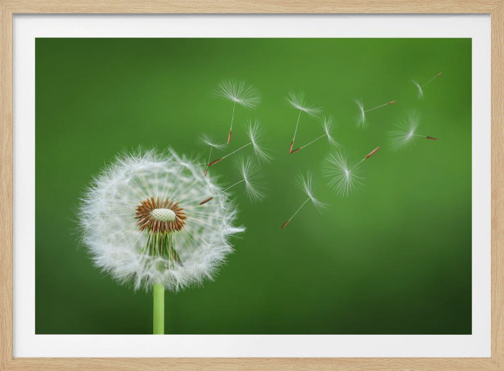 Paardenbloem waait | Poster