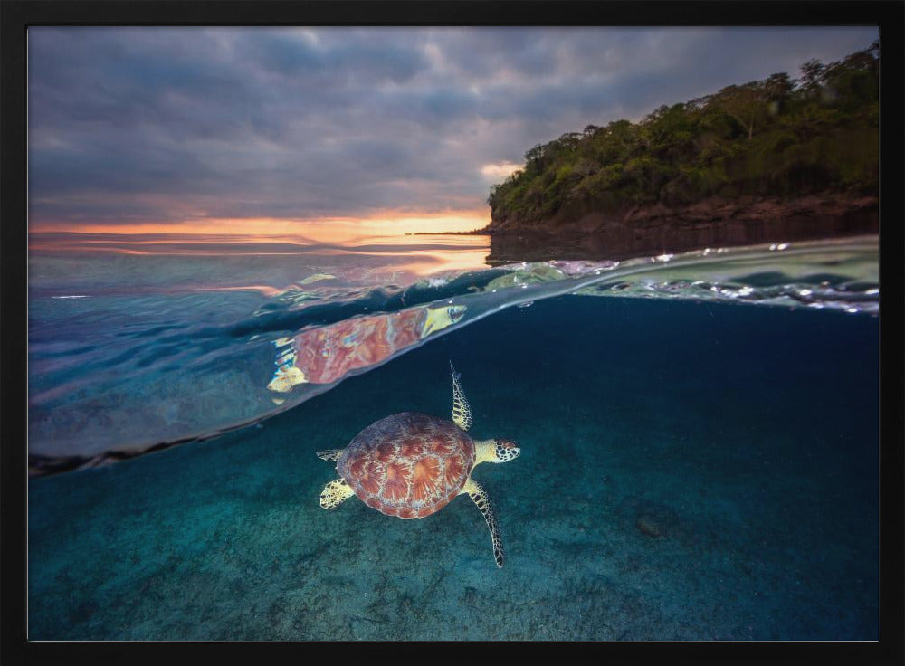 Groene schildpad met zonsondergang | Poster