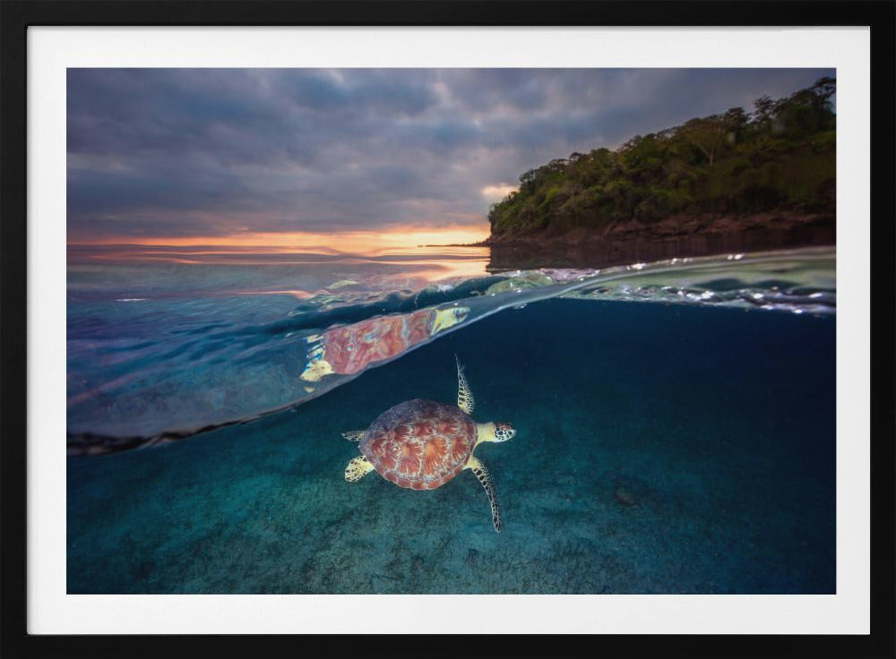 Groene schildpad met zonsondergang | Poster