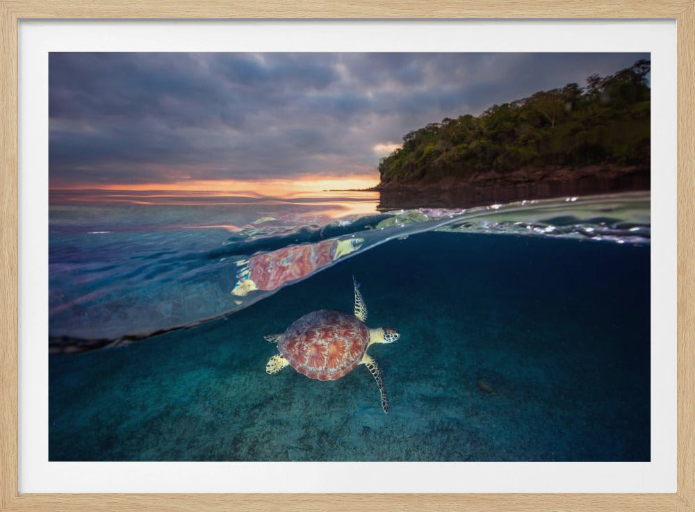 Groene schildpad met zonsondergang | Poster