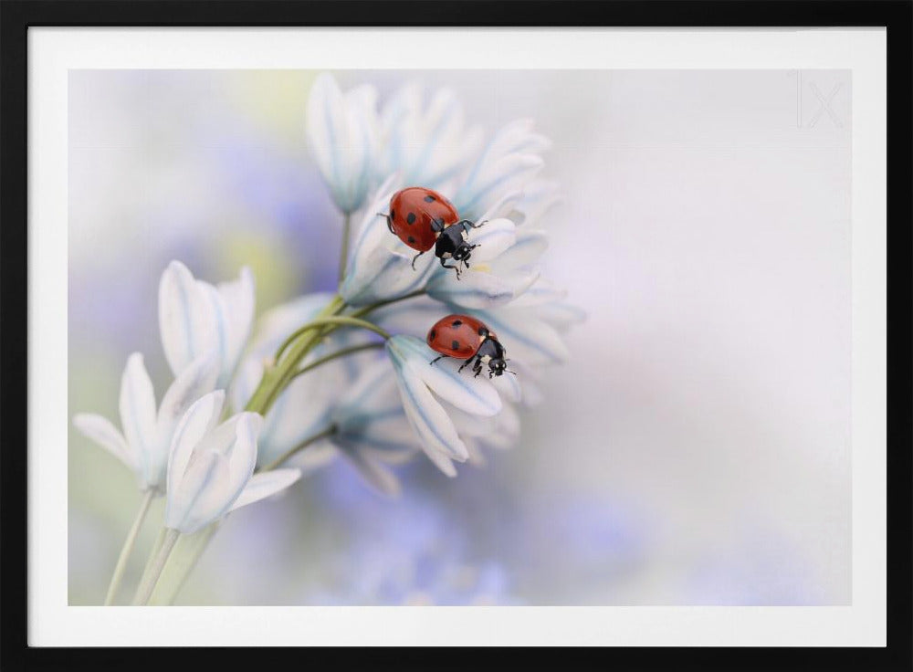 Lieveheersbeestjes | Poster
