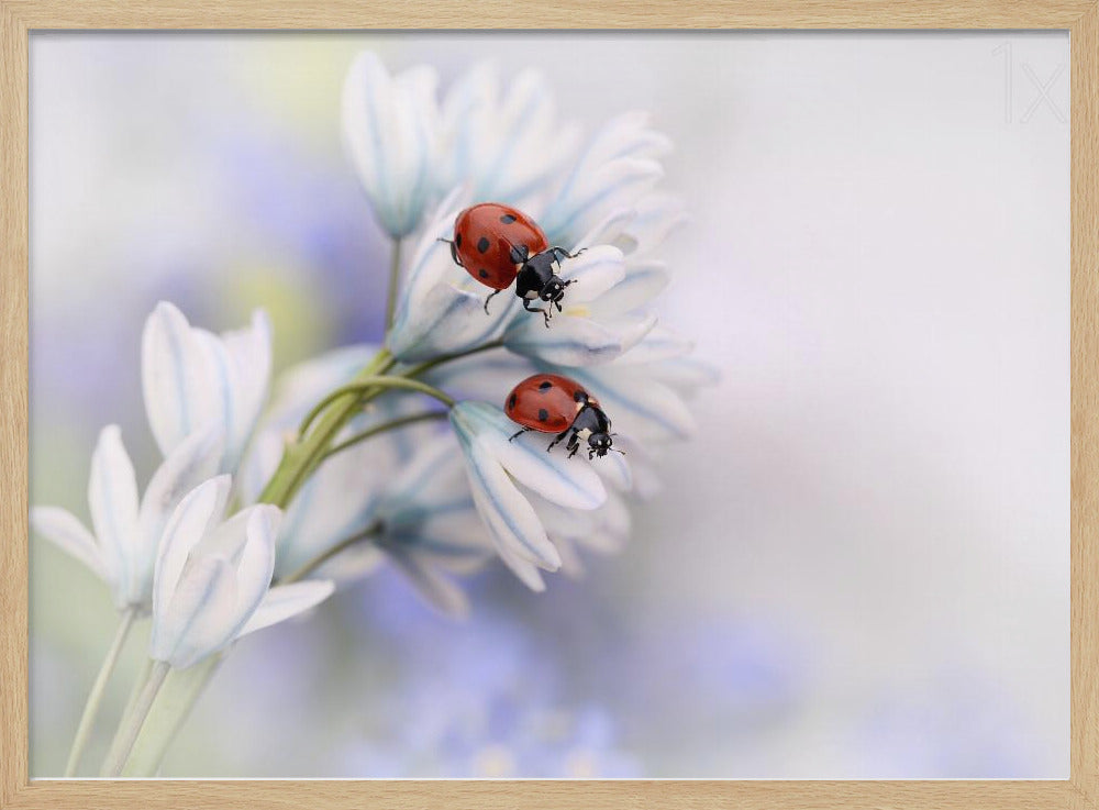 Lieveheersbeestjes | Poster