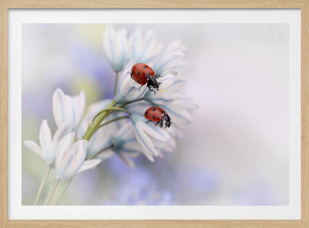 Lieveheersbeestjes | Poster