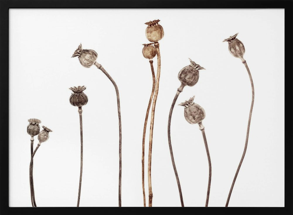 Poppies | Poster