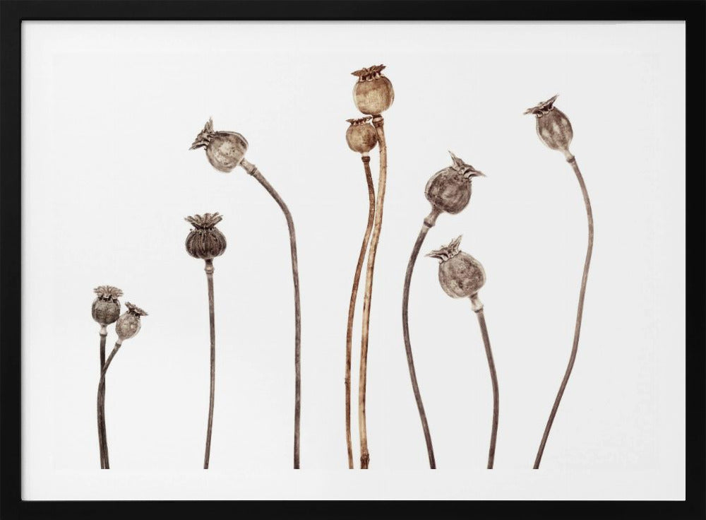 Poppies | Poster