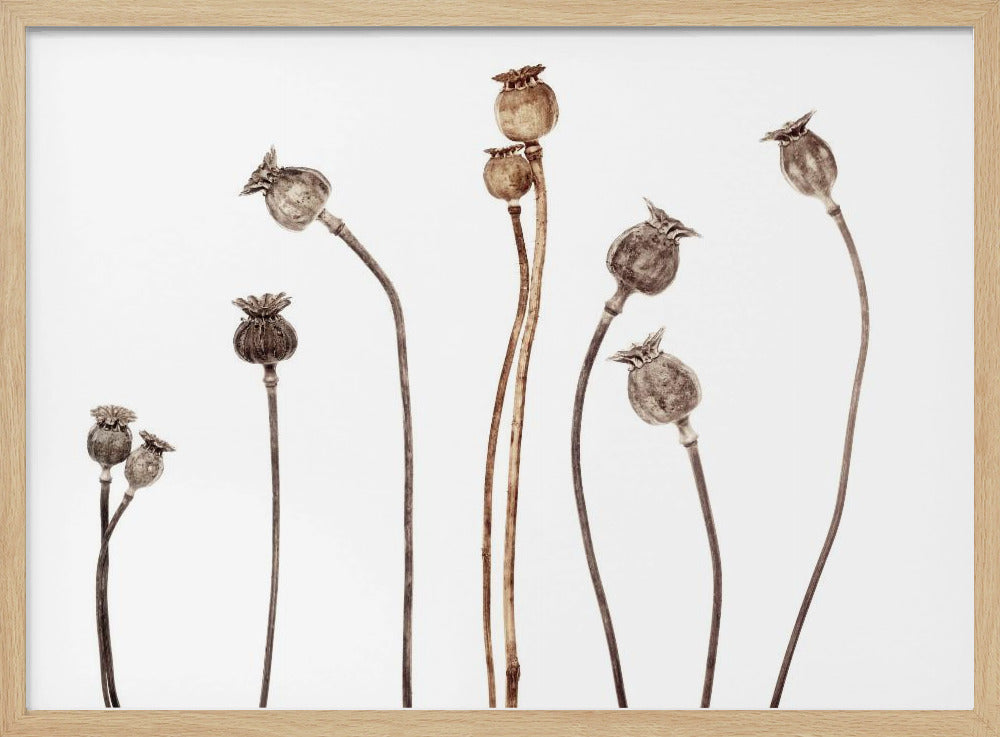 Poppies | Poster