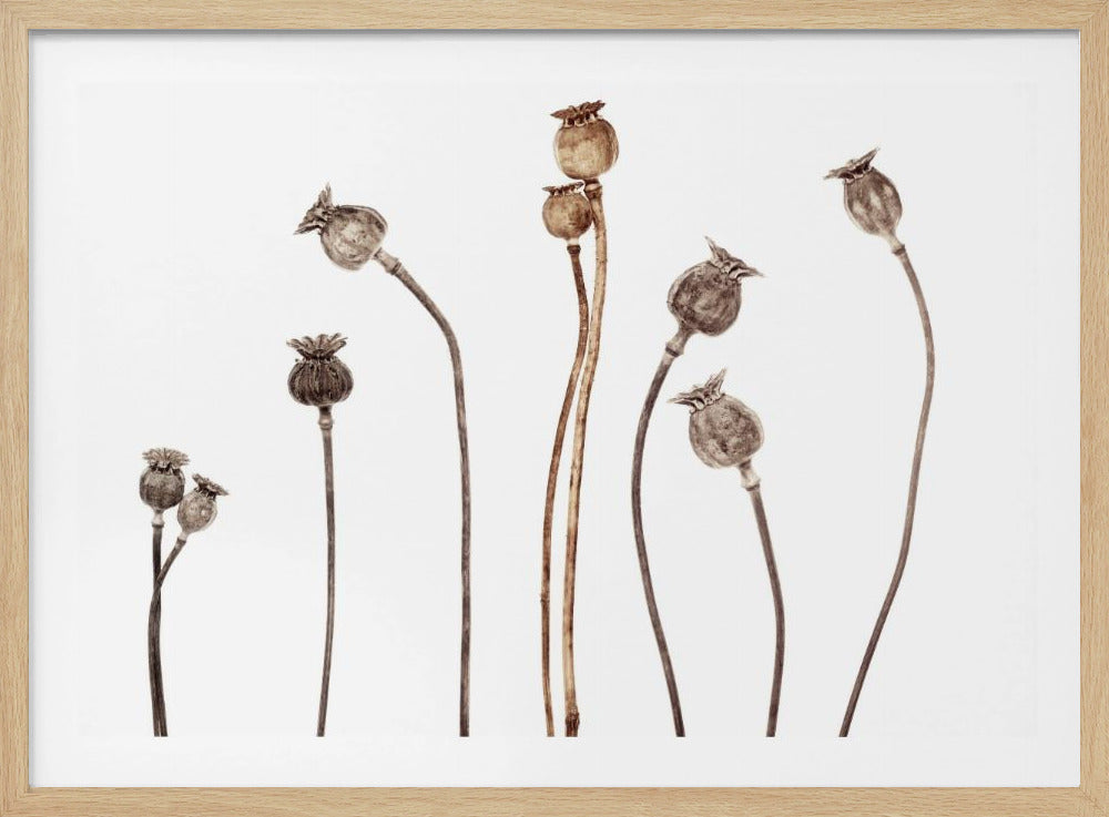 Poppies | Poster