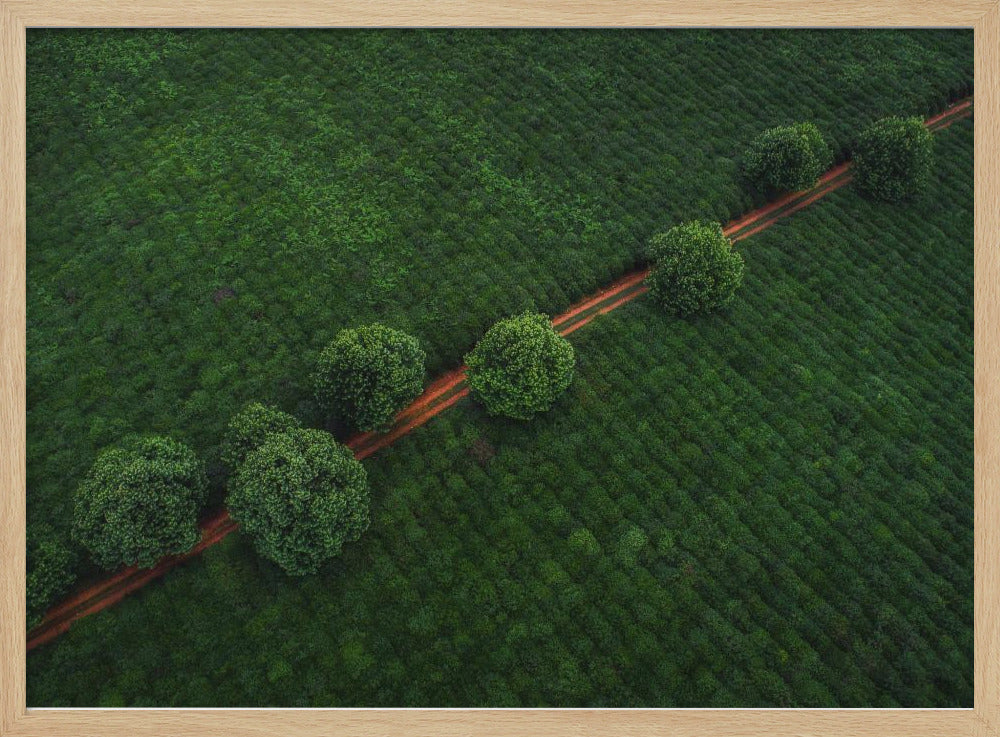 Groene Parels | Poster
