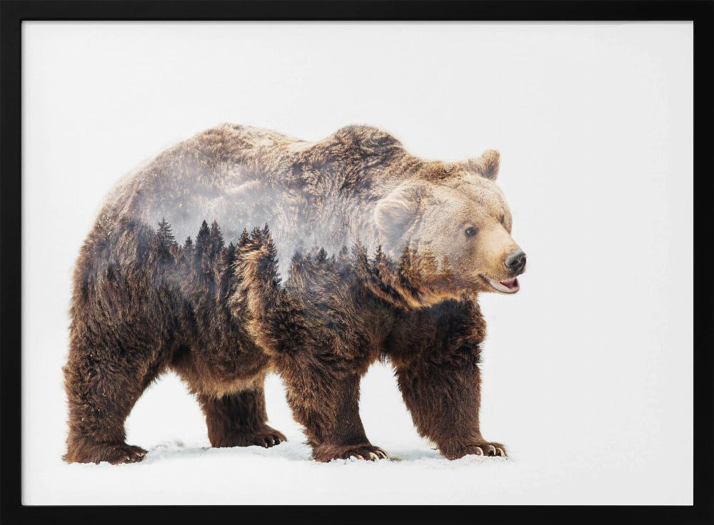 Bear | Poster