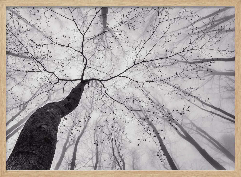 A view of the tree crown | Poster