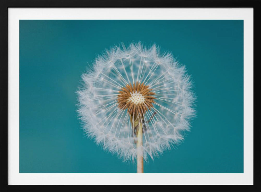 Paardenbloem | Poster