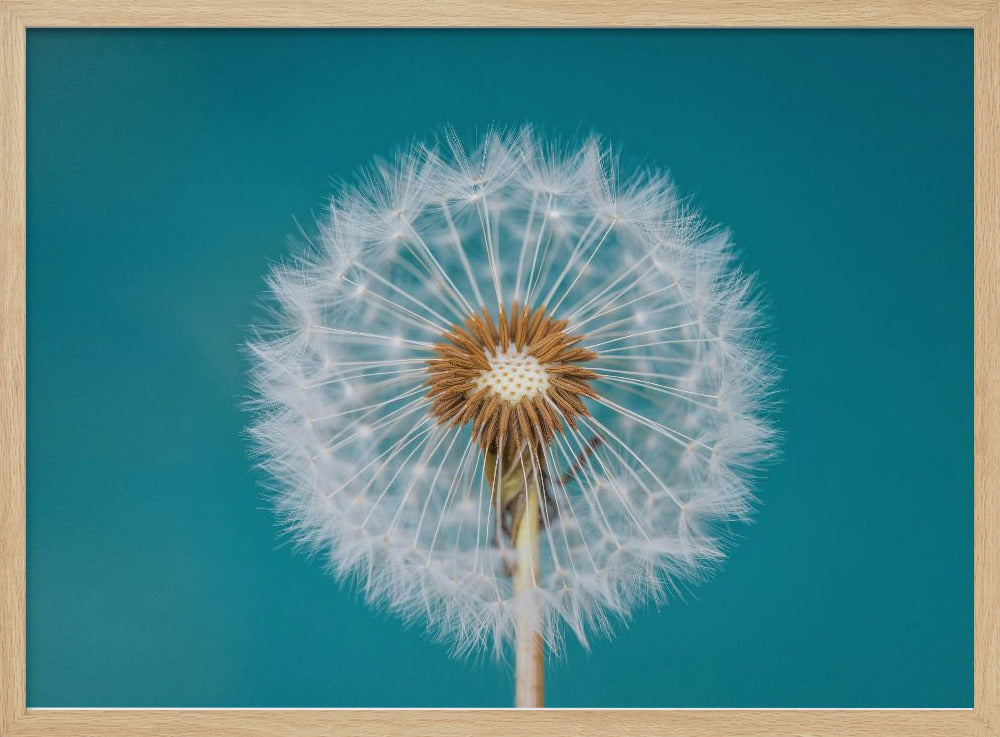 Paardenbloem | Poster