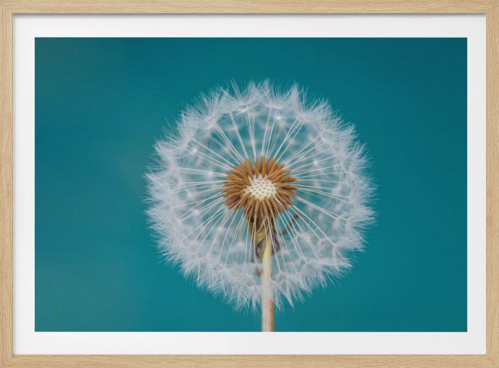 Paardenbloem | Poster