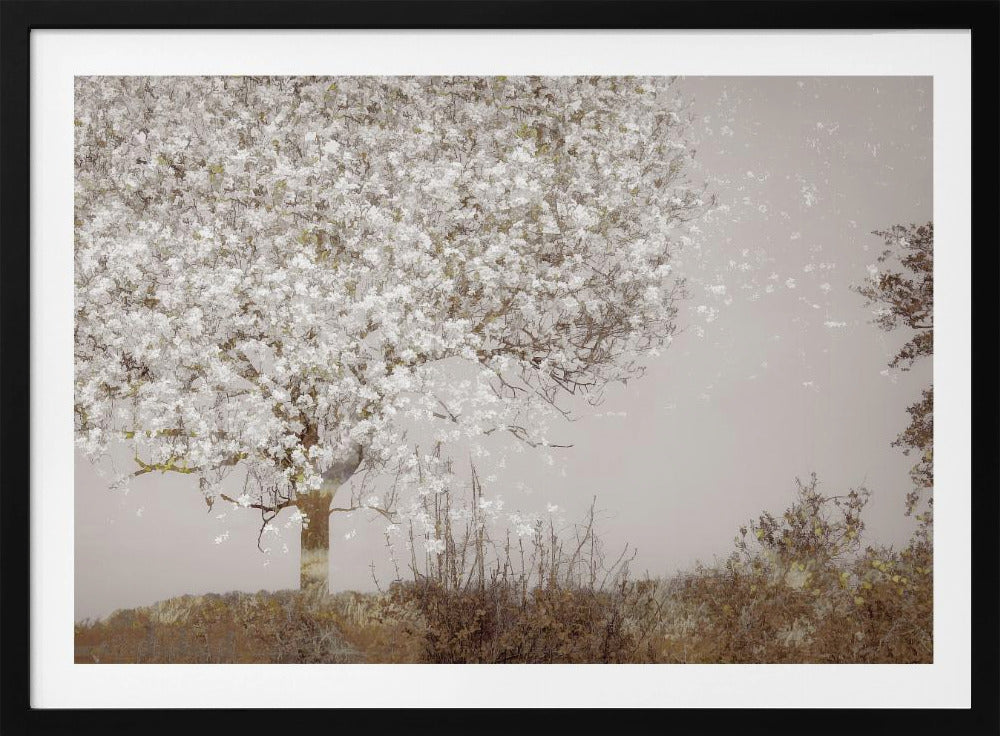 Fruitboom | Poster