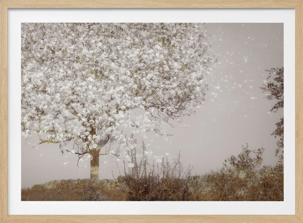 Fruitboom | Poster