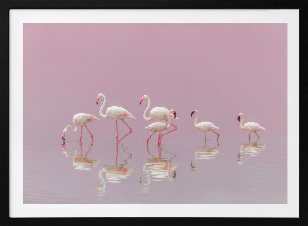 Flamingo's | Poster