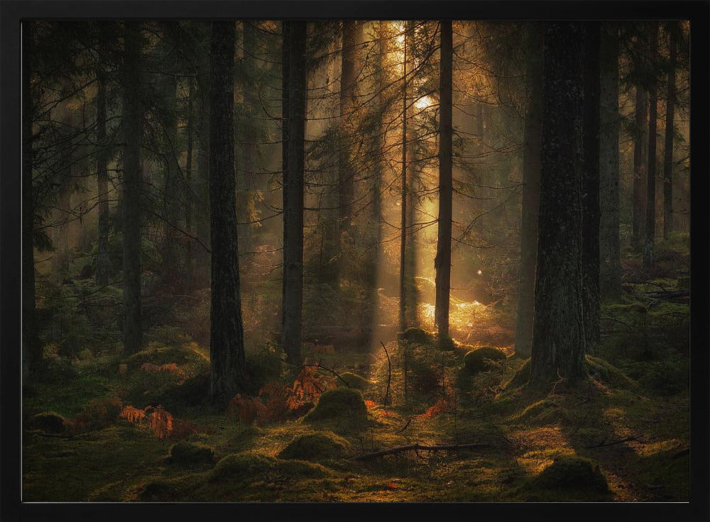 Het licht in het bos | Poster