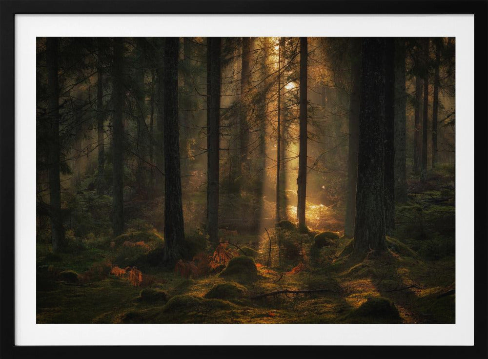 Het licht in het bos | Poster