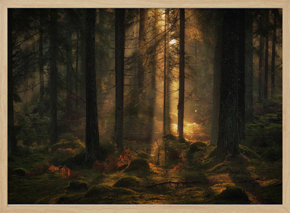 Het licht in het bos | Poster