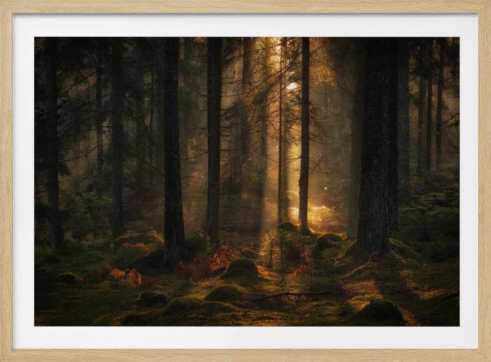 Het licht in het bos | Poster