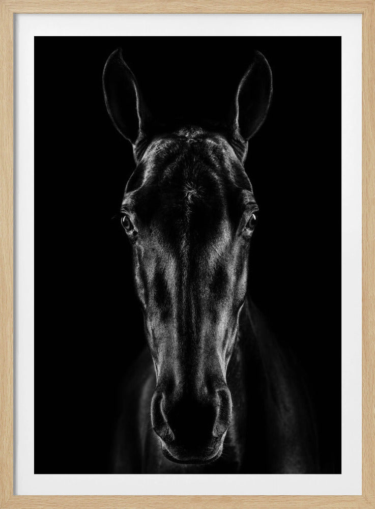 The Horse in Noir 15 | Poster