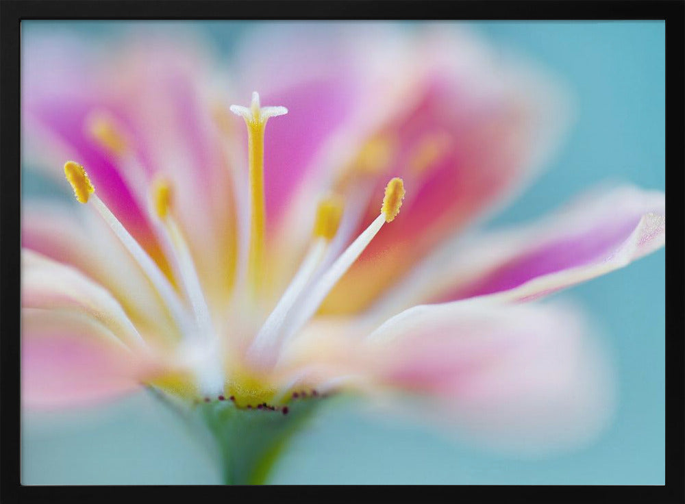 Lewisia | Poster