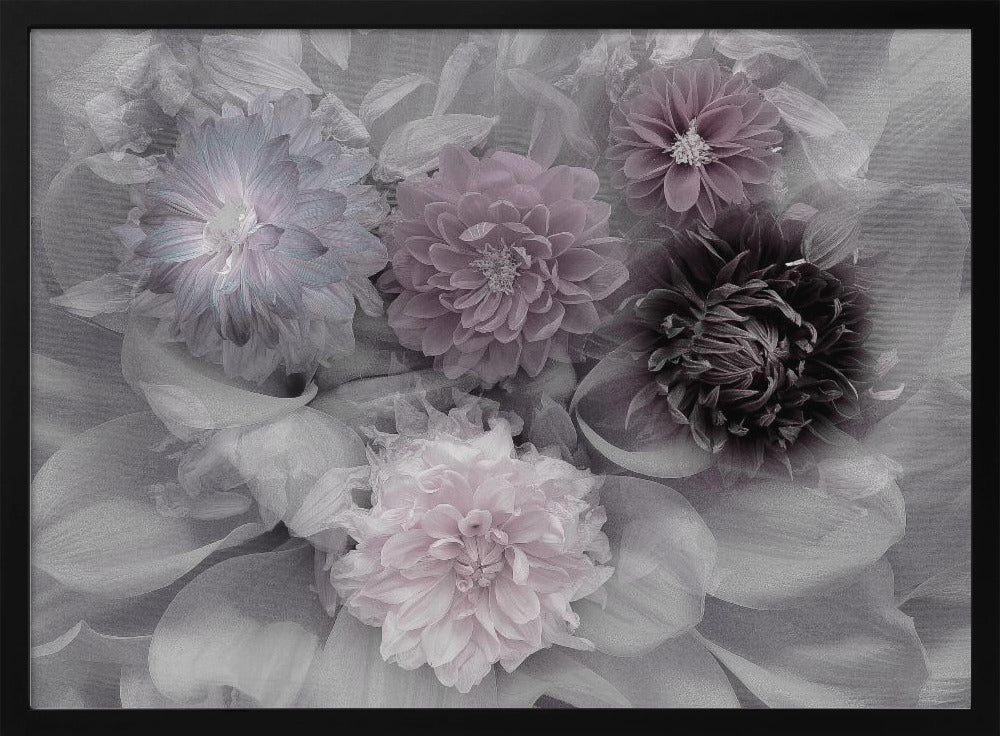 Dahlia droom | Poster