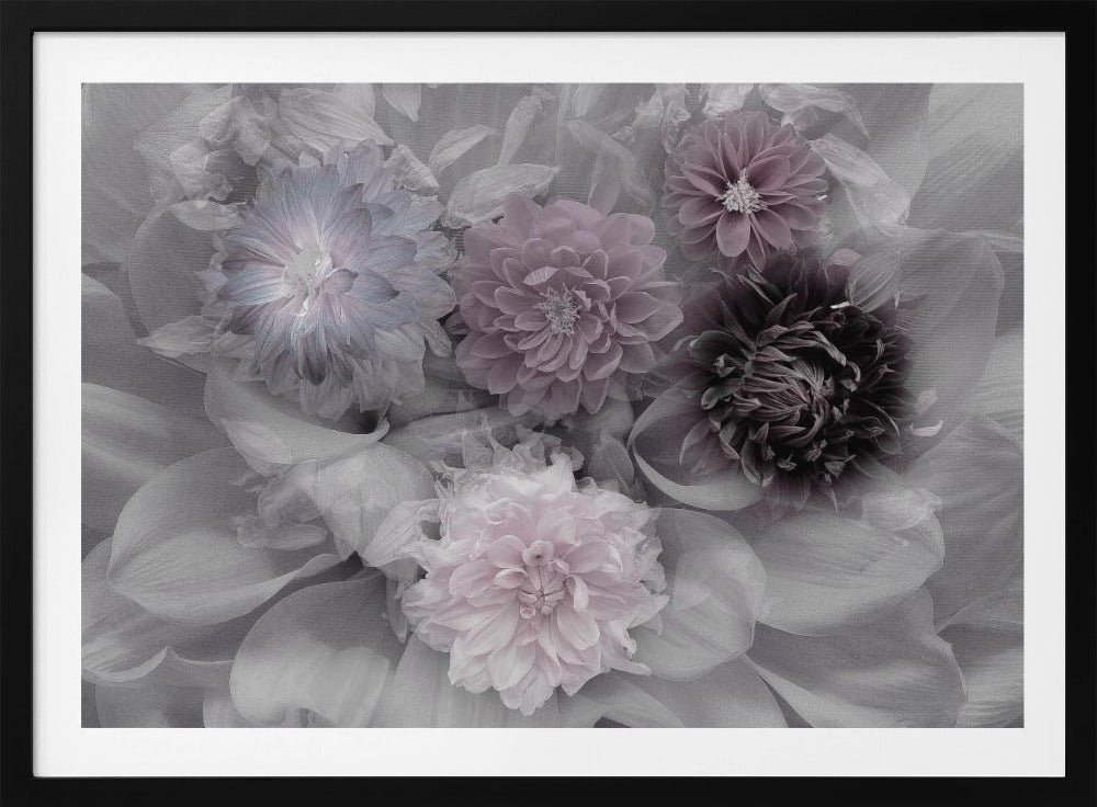 Dahlia droom | Poster