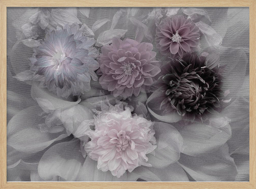 Dahlia droom | Poster