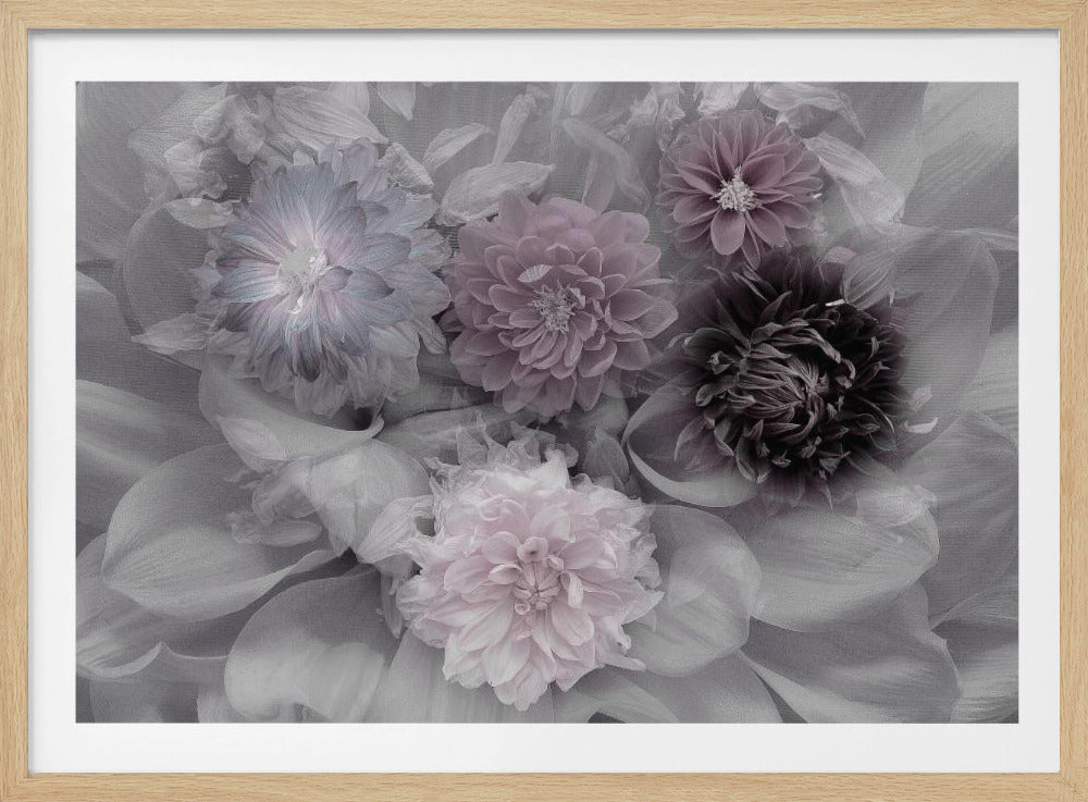 Dahlia droom | Poster