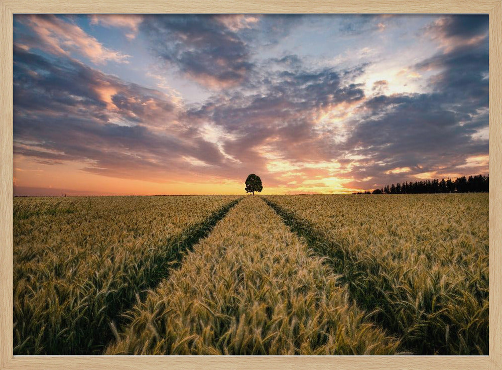 Veld van dromen | Poster