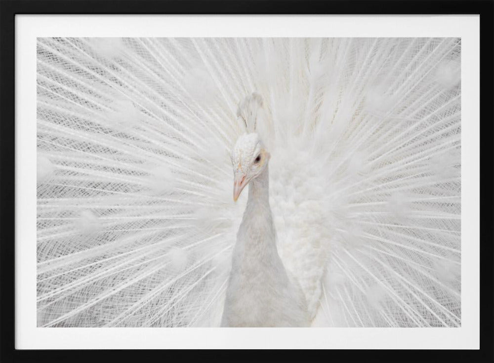 Schitterende Witte | Poster