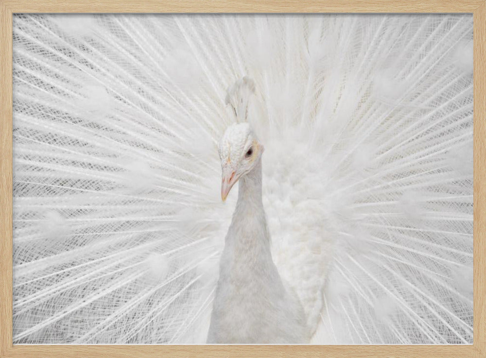 Schitterende Witte | Poster