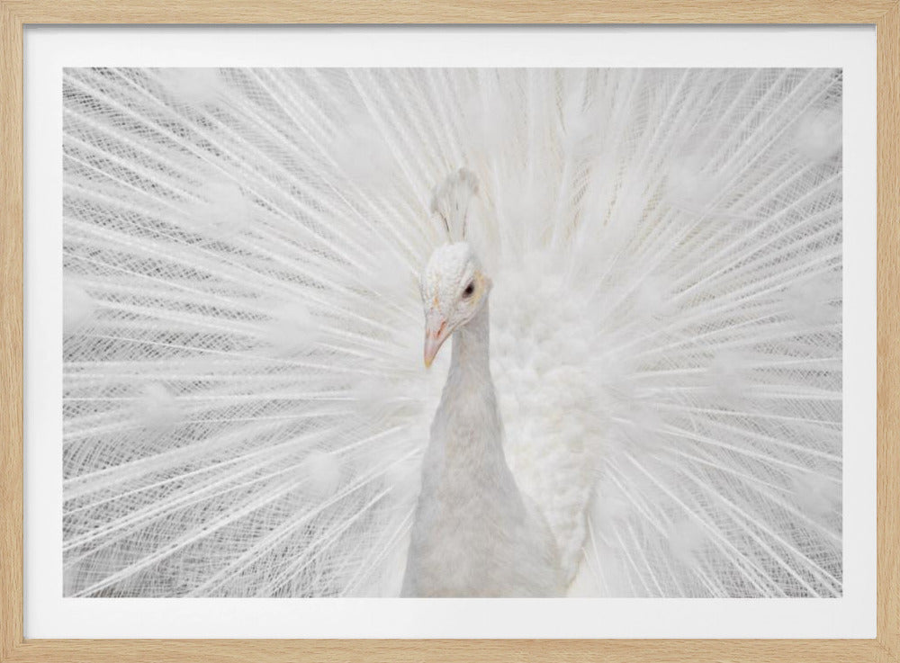 Schitterende Witte | Poster
