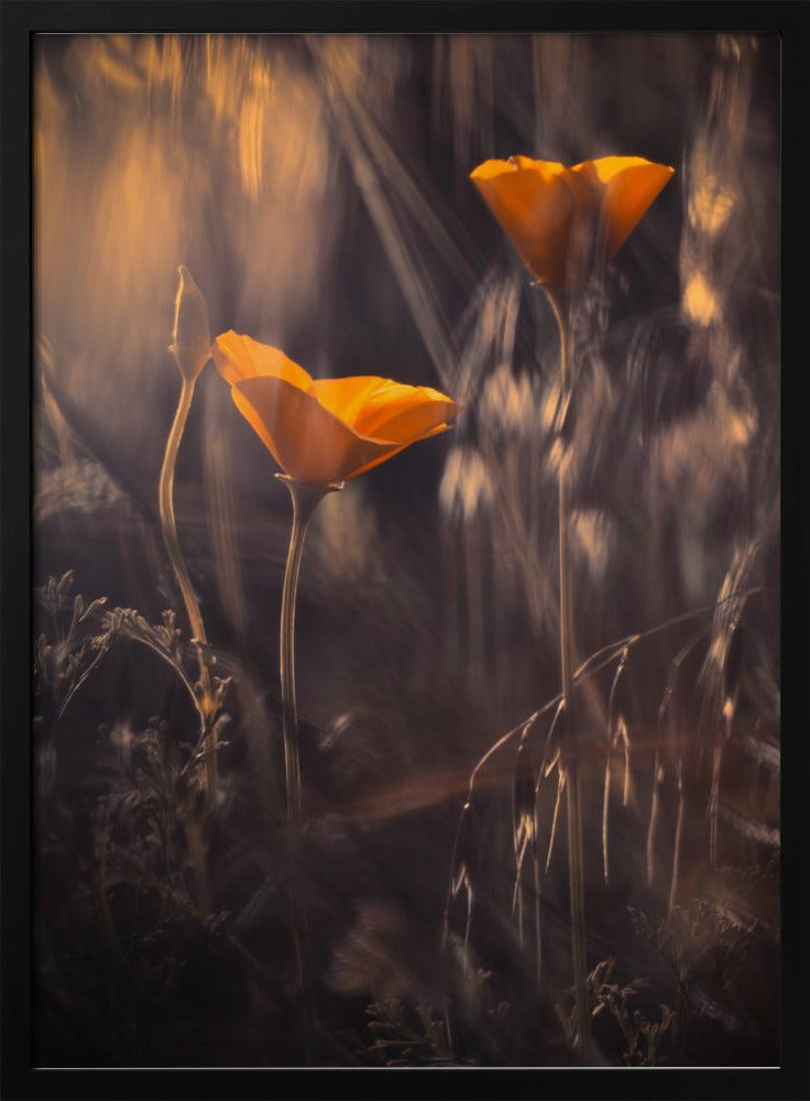 Uit De Betoverde Geheime Tuin | Poster