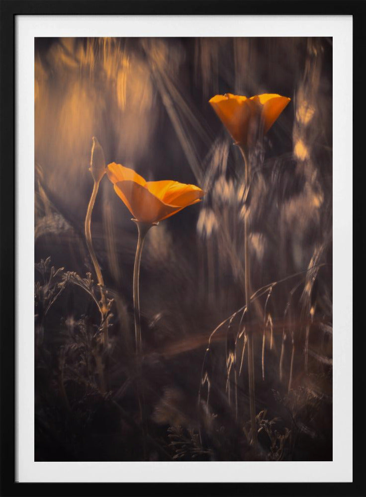 Uit De Betoverde Geheime Tuin | Poster