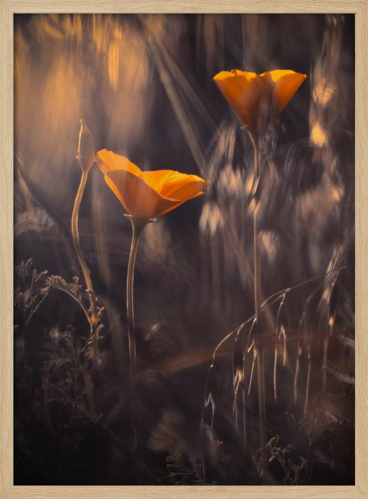 Uit De Betoverde Geheime Tuin | Poster