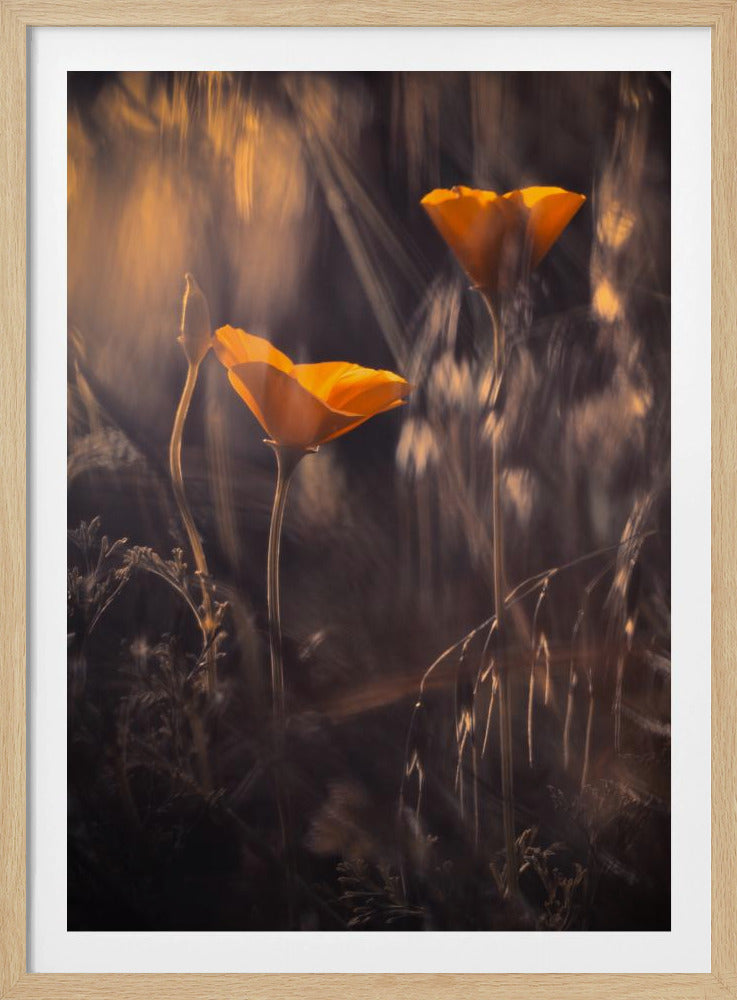 Uit De Betoverde Geheime Tuin | Poster