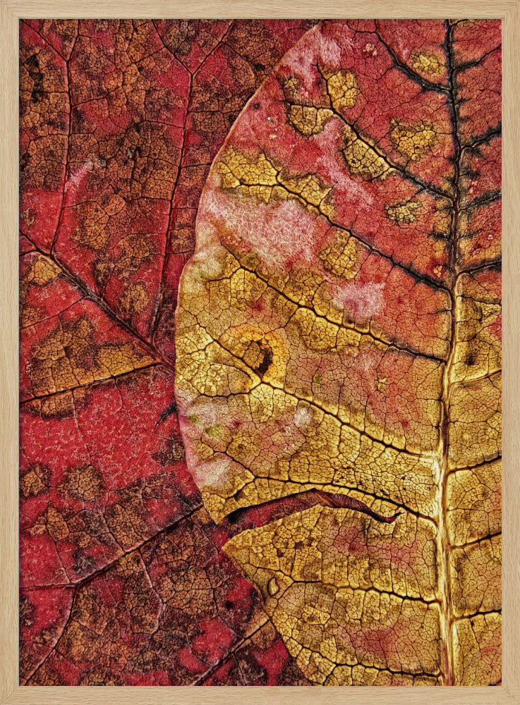 Stervend blad | Poster