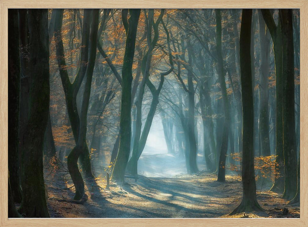 Cold Light | Poster