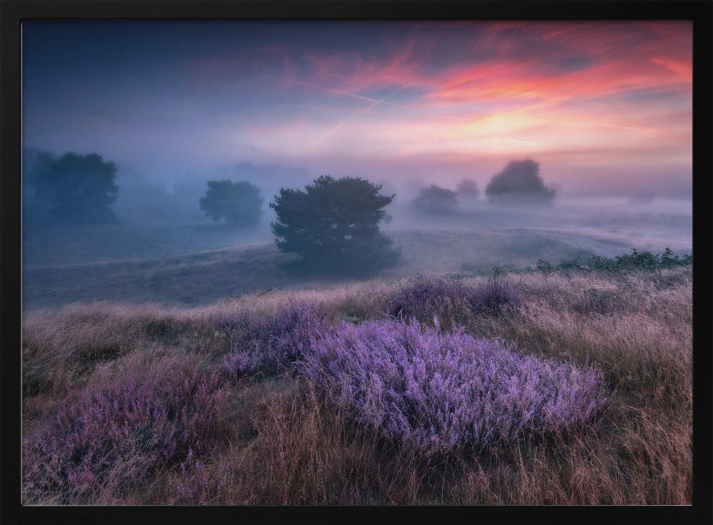 "de kleuren van heide" | Poster