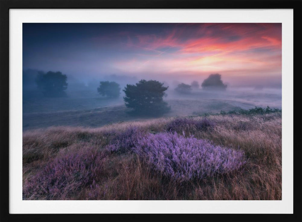 "de kleuren van heide" | Poster