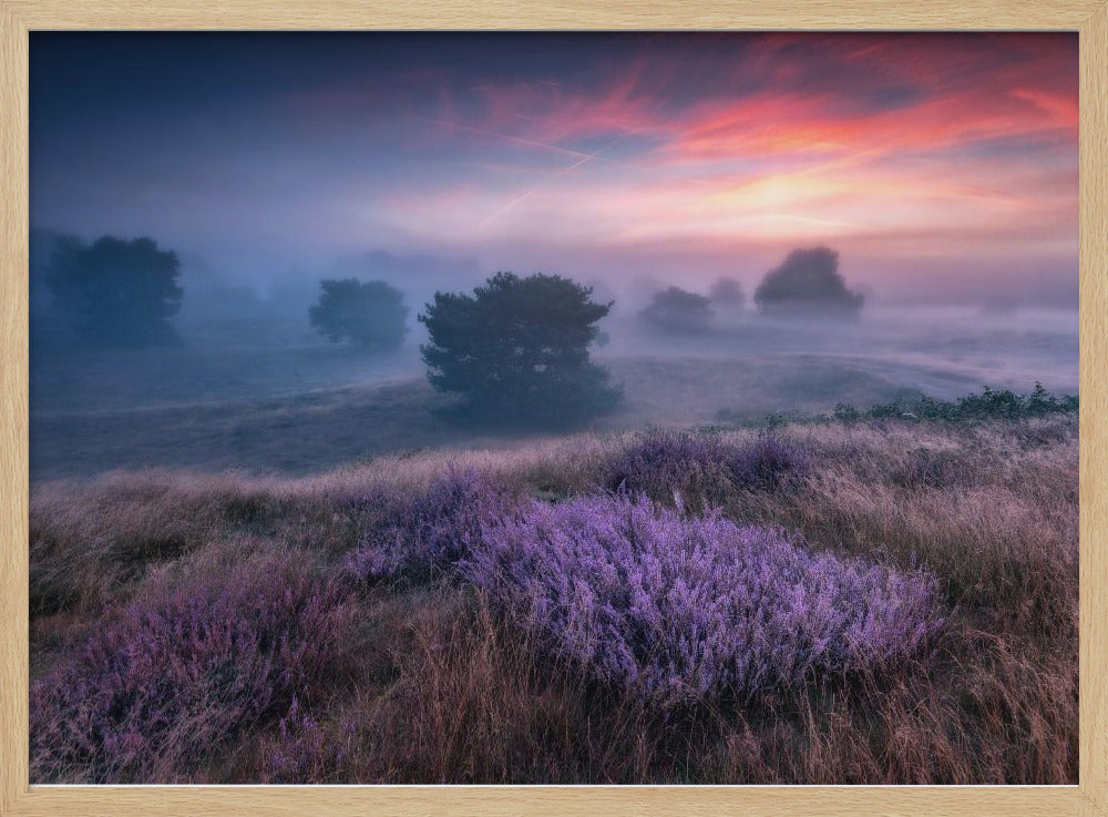 "de kleuren van heide" | Poster
