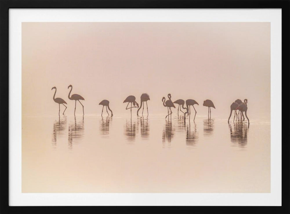 Flamingo's in de mist | Poster