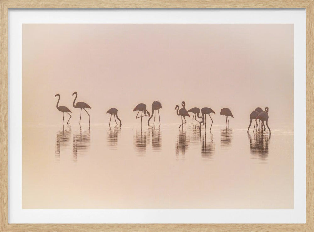 Flamingo's in de mist | Poster