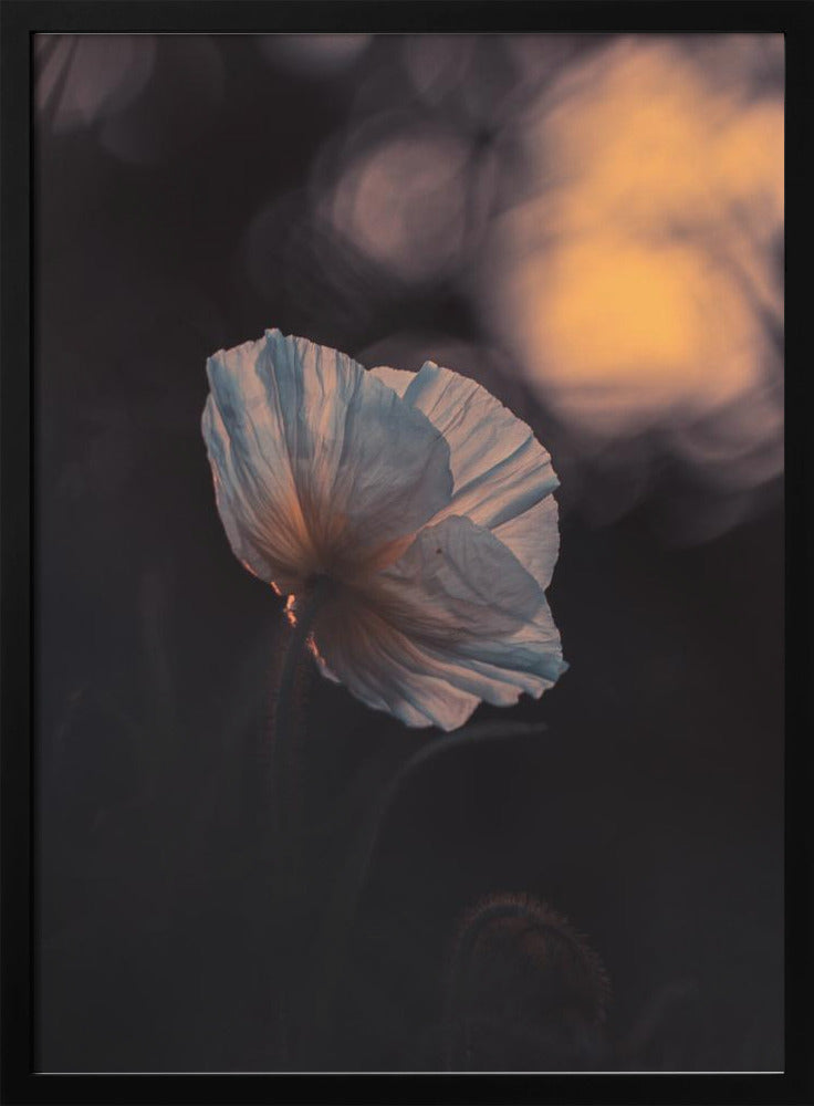 Last Ray | Poster